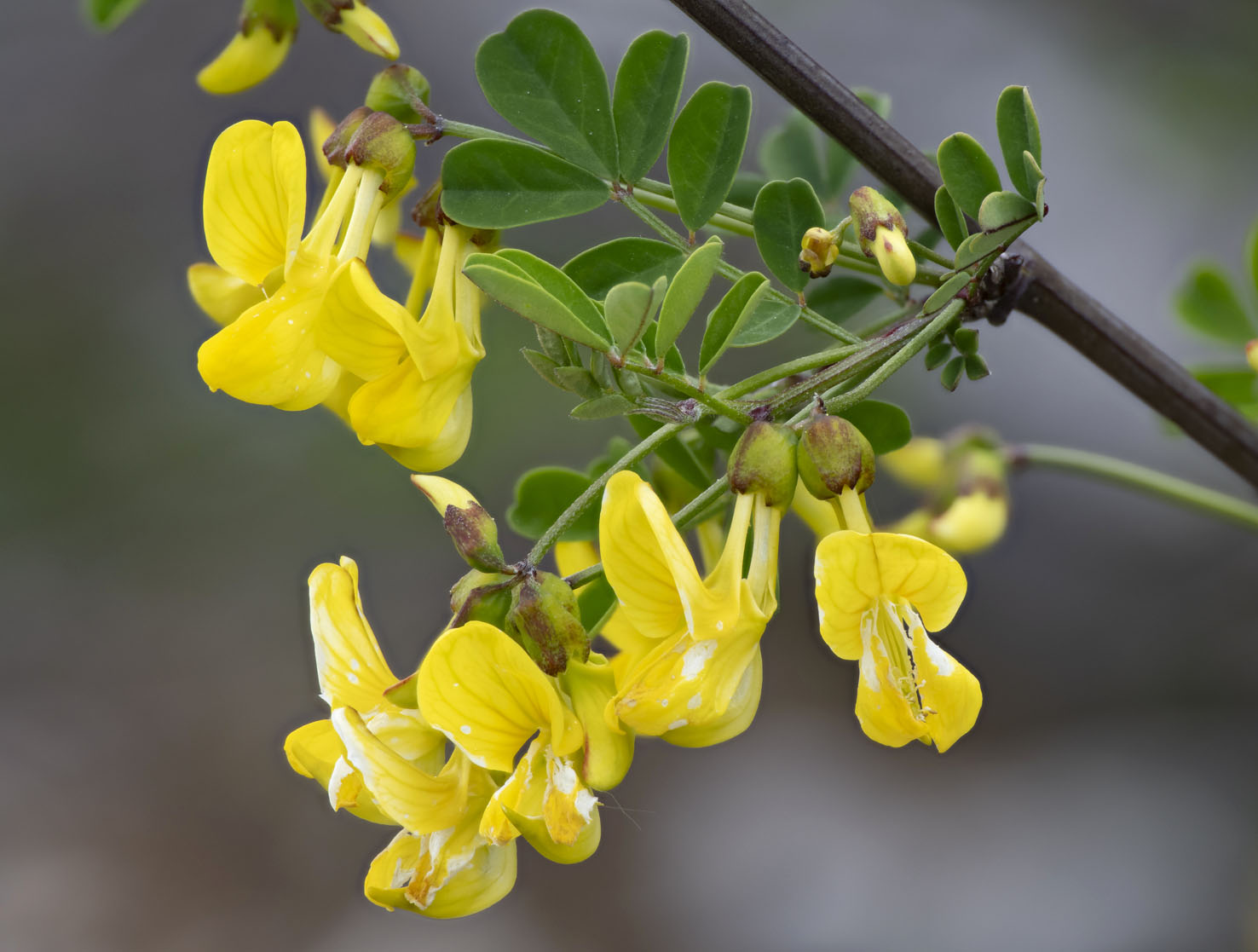 Hippocrepis