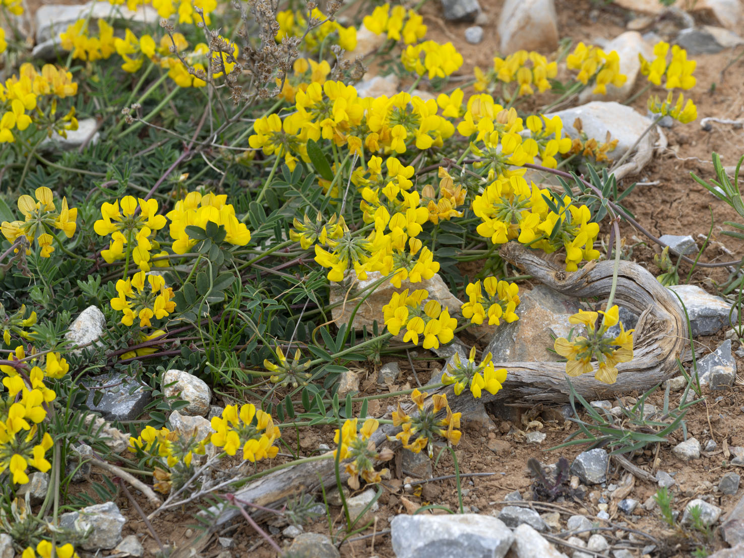 Hippocrepis