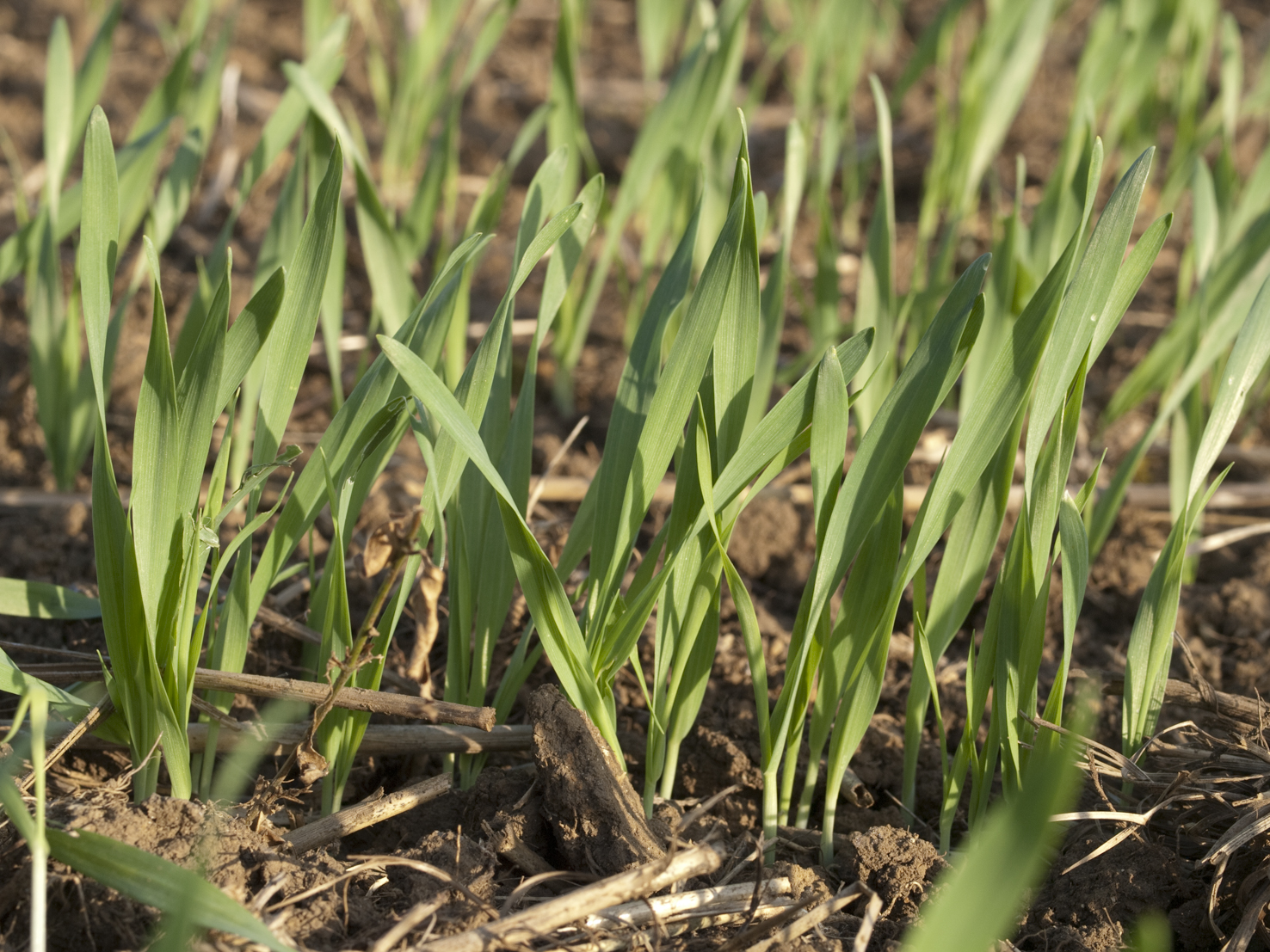 Hordeum