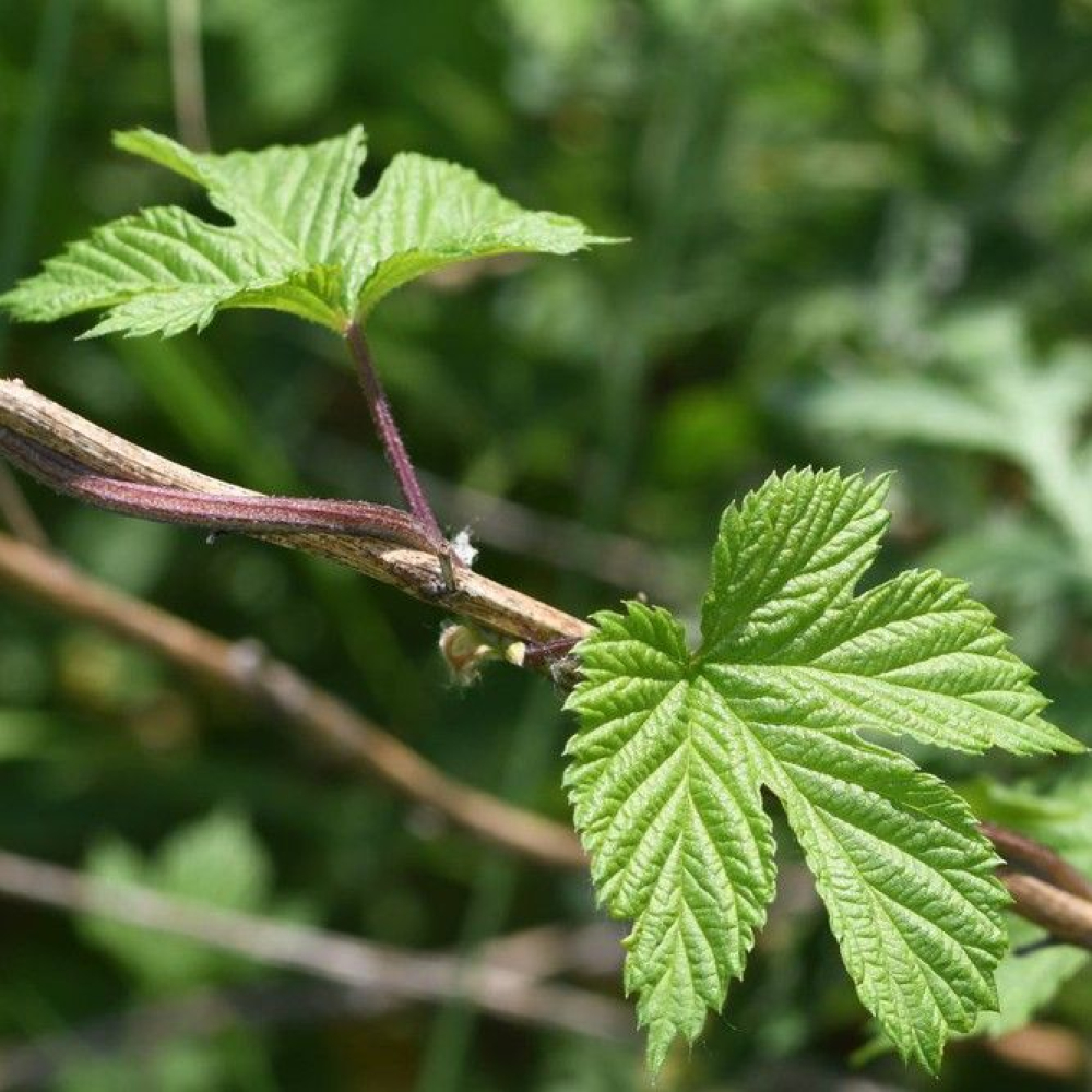 Humulus