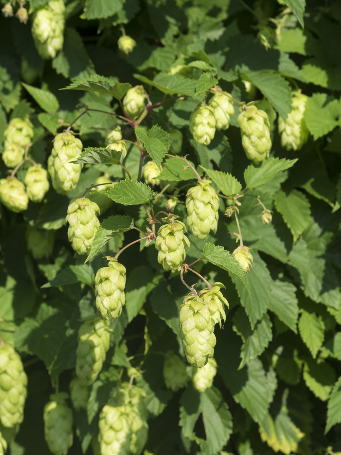 Humulus