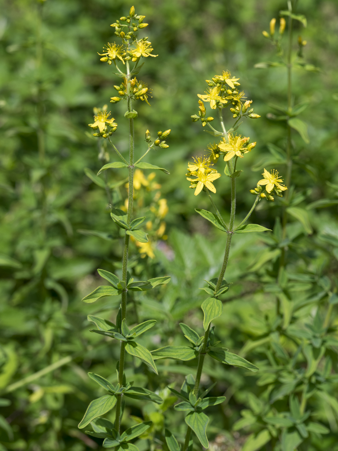 Hypericum