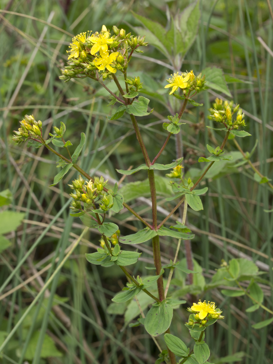 Hypericum