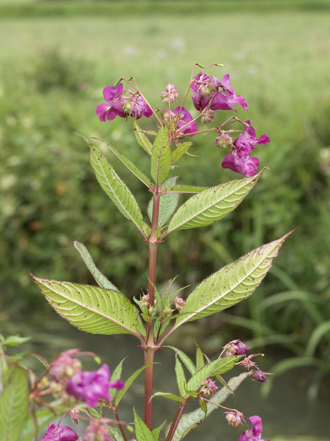 Impatiens