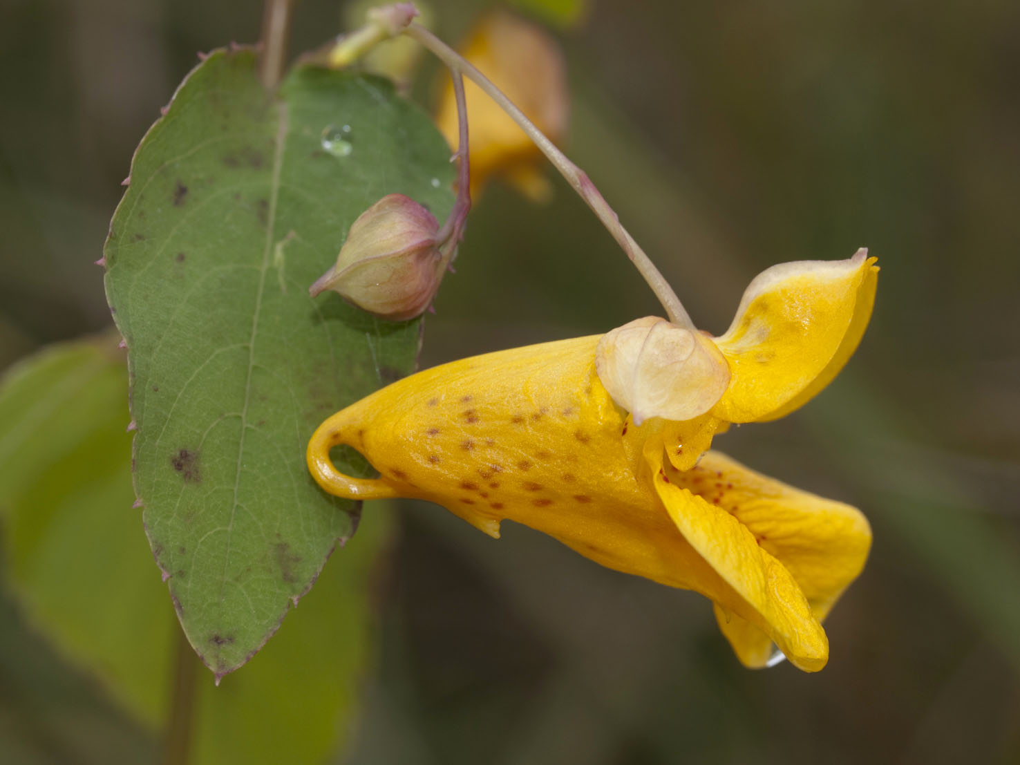 Impatiens