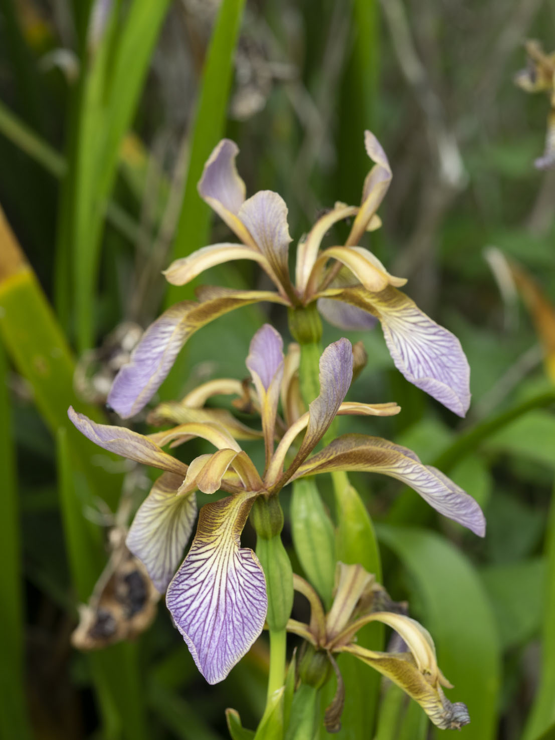 Iris