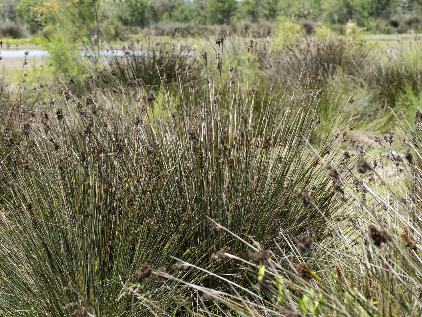 Juncus