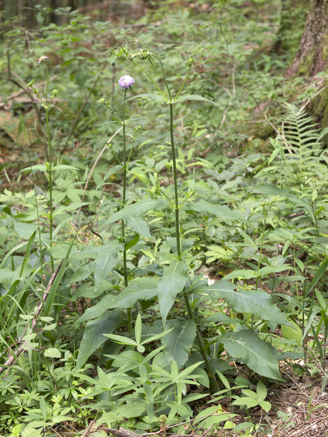 Knautia
