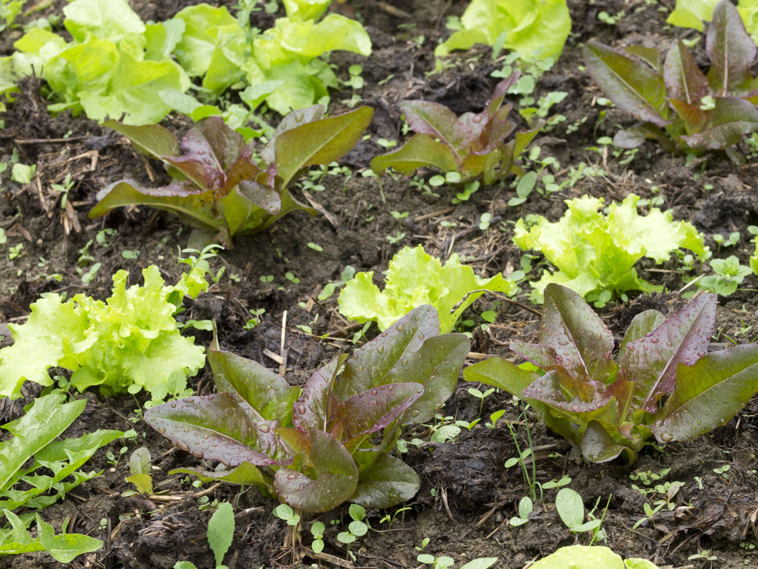 Lactuca