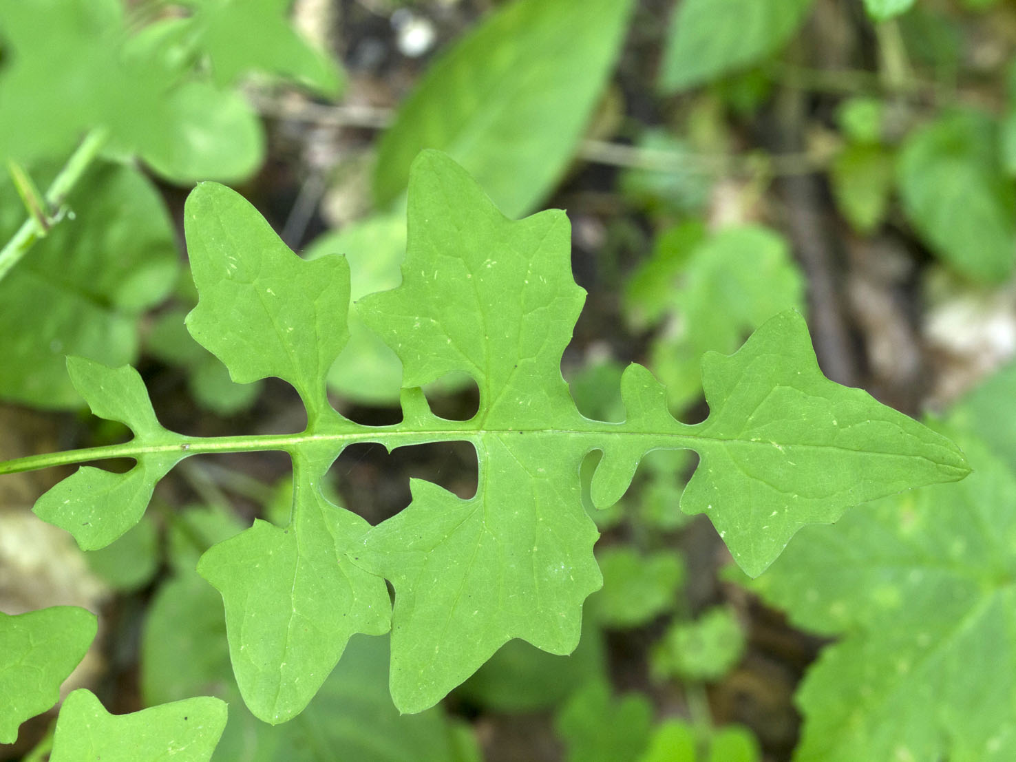 Lactuca