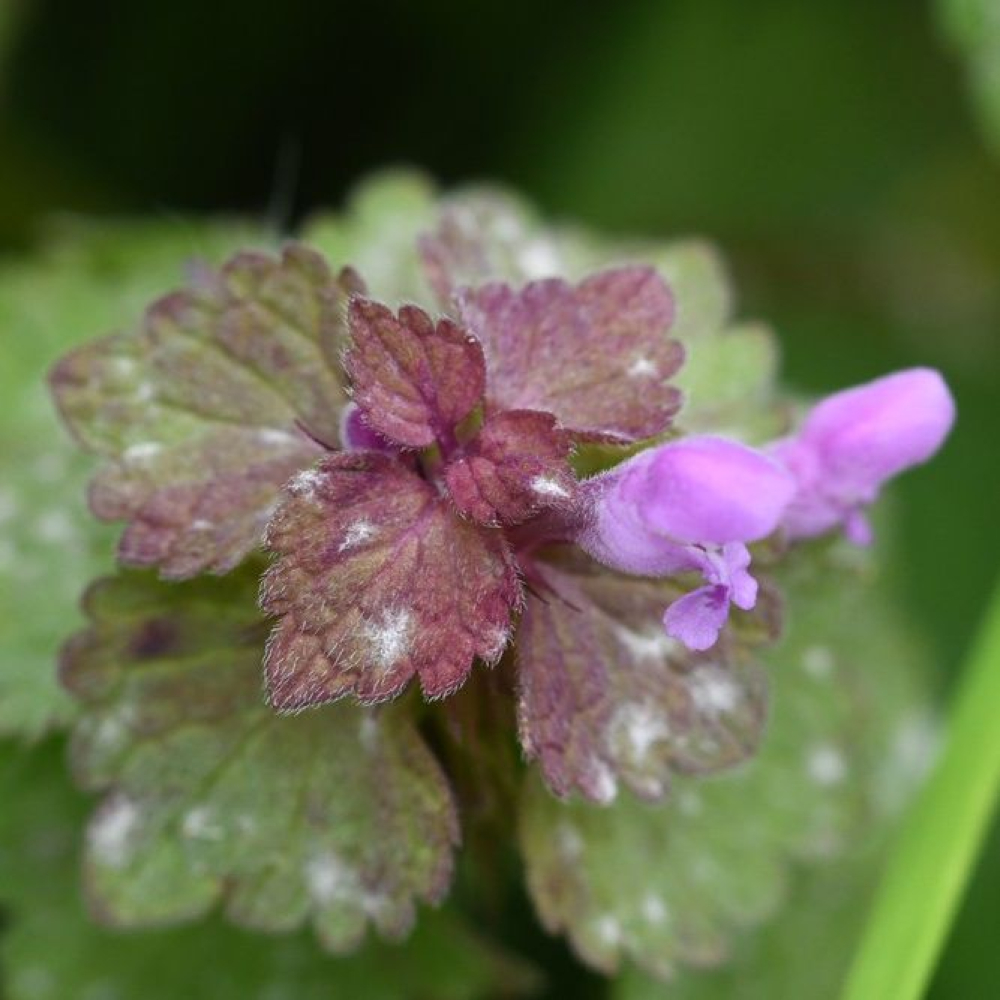 Lamium