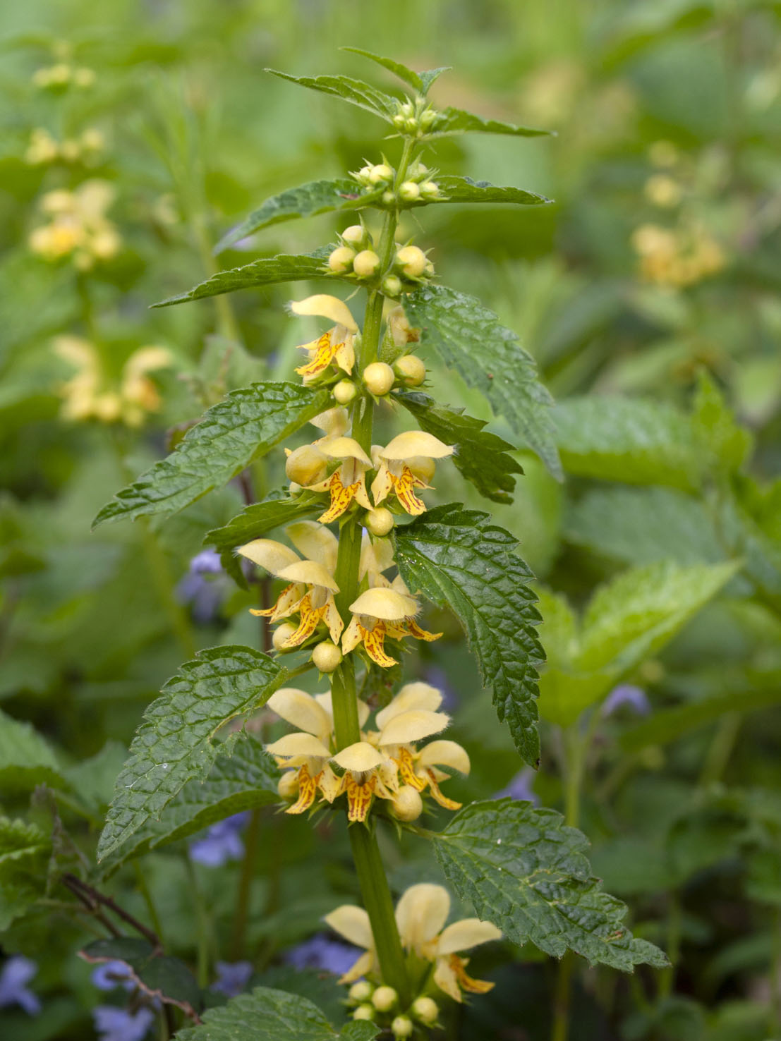 Lamium