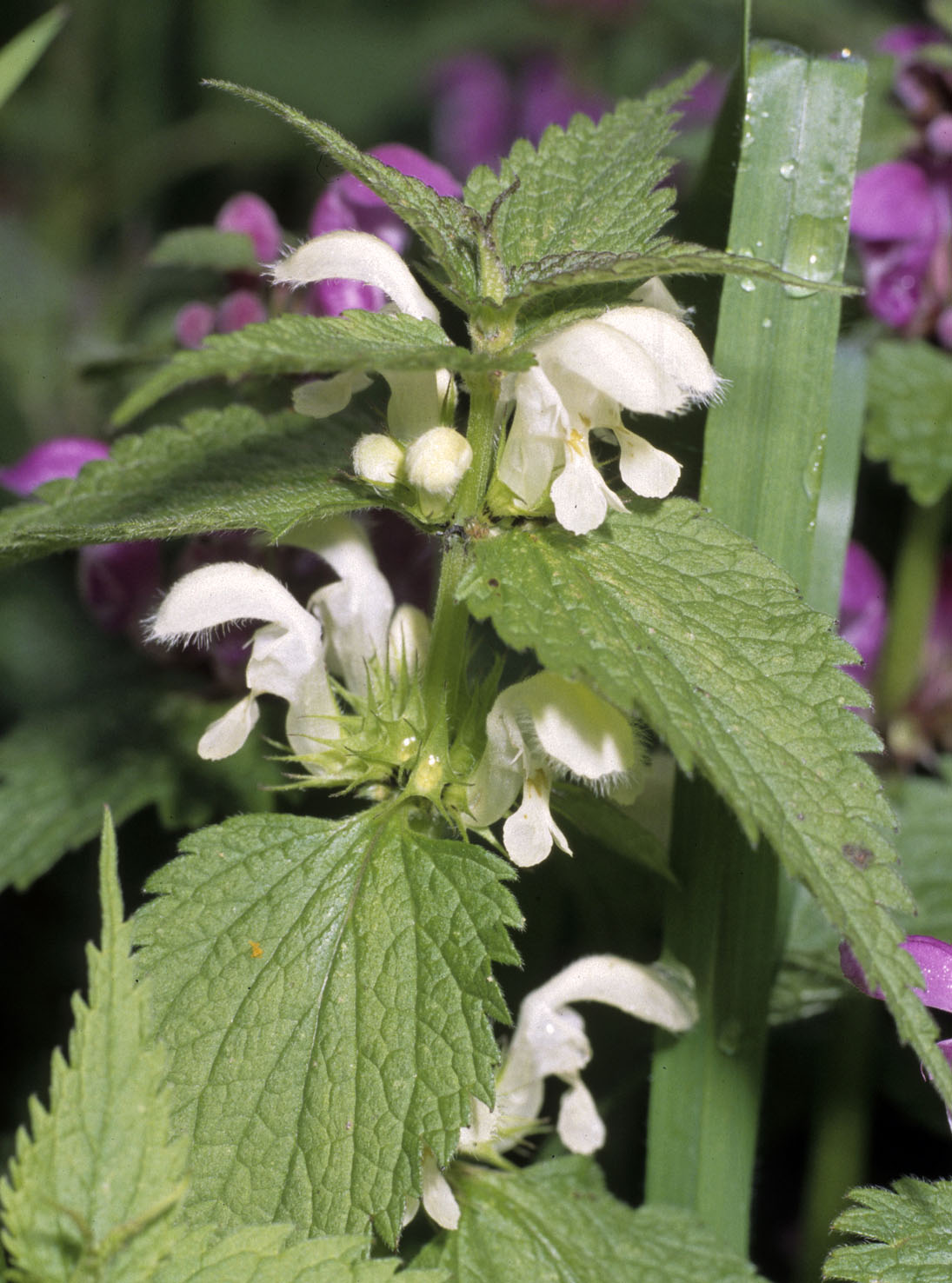Lamium
