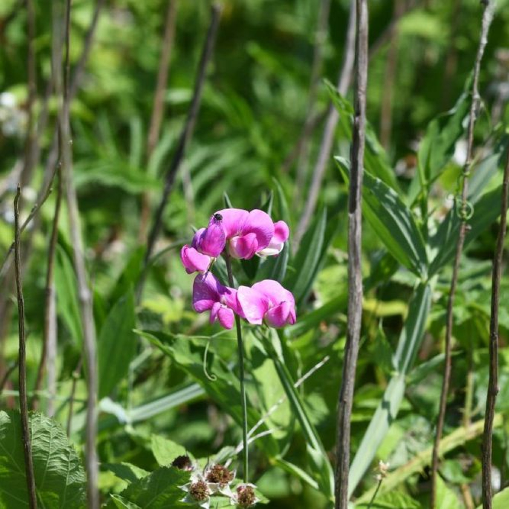 Lathyrus