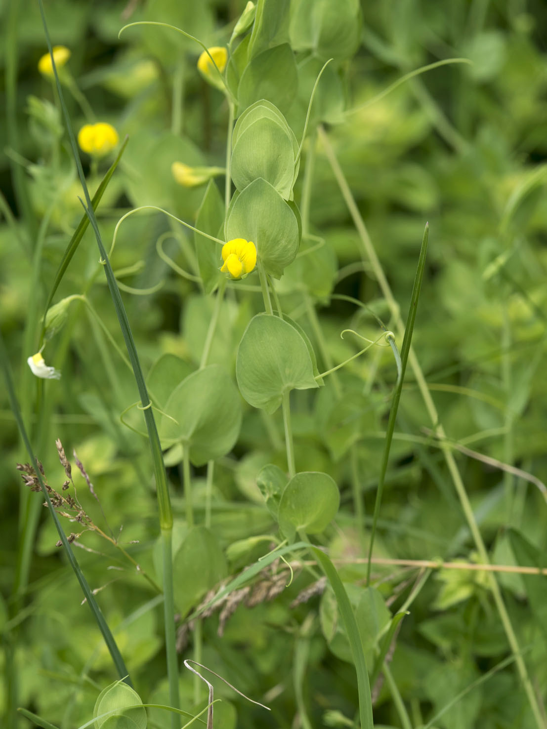Lathyrus