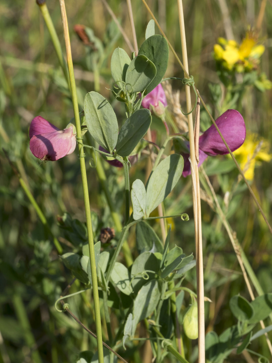 Lathyrus
