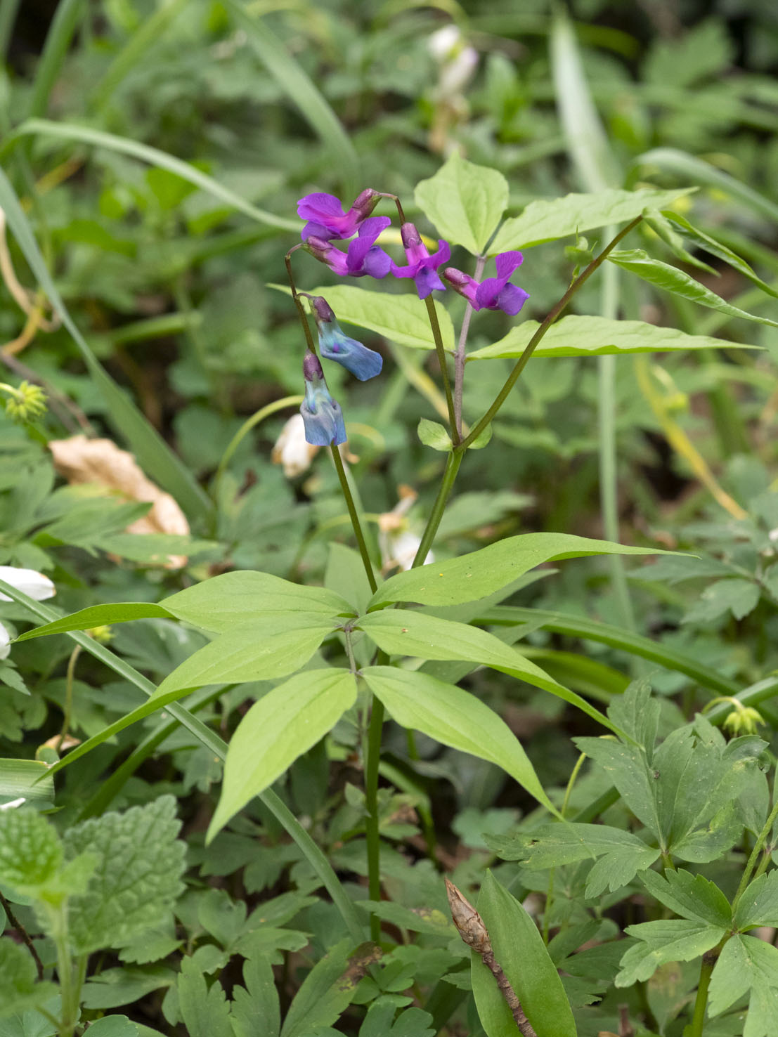 Lathyrus