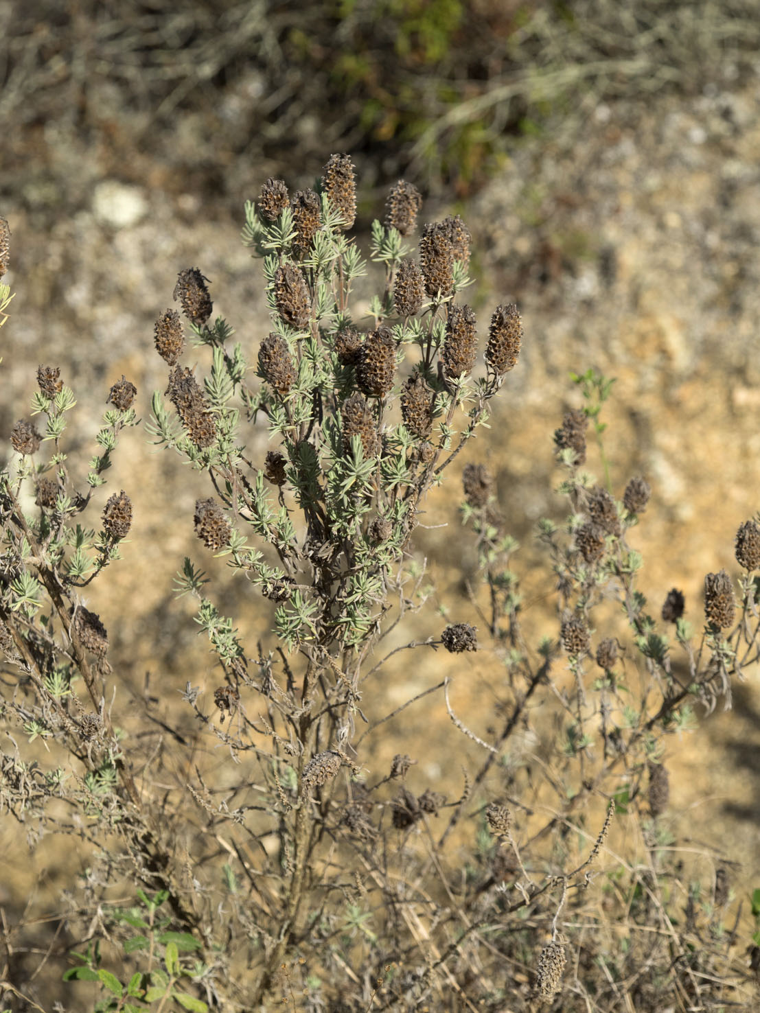 Lavandula