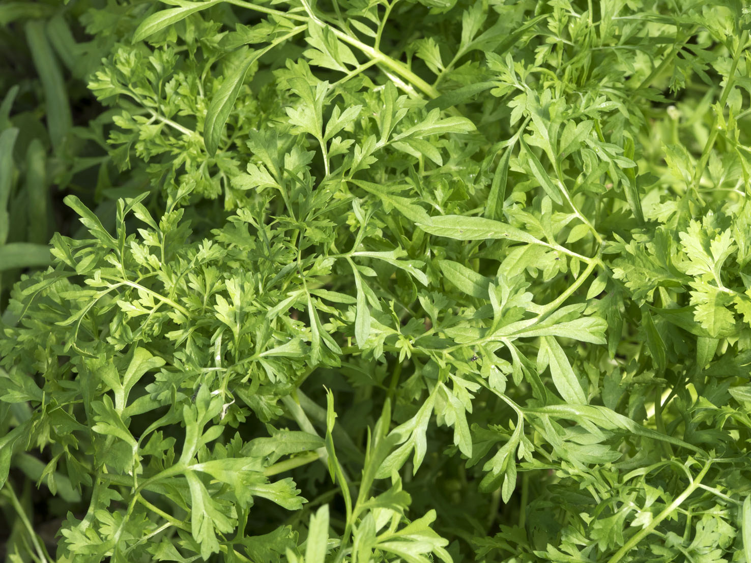 Lepidium