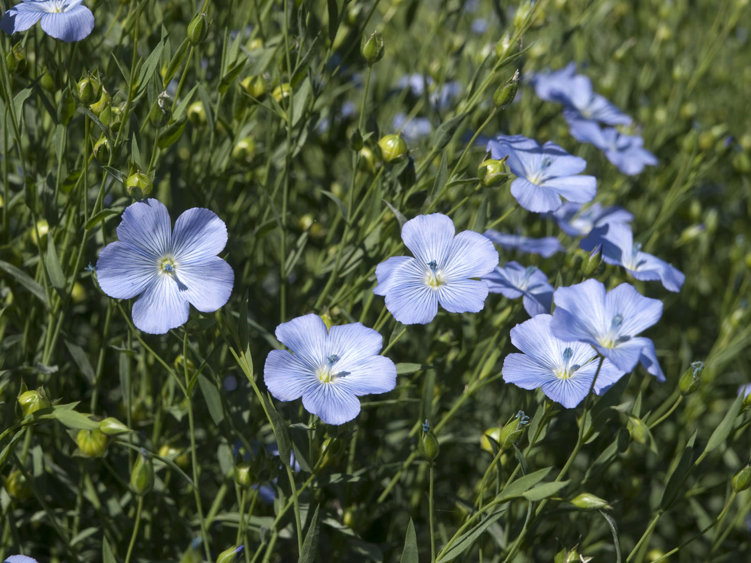 Linum