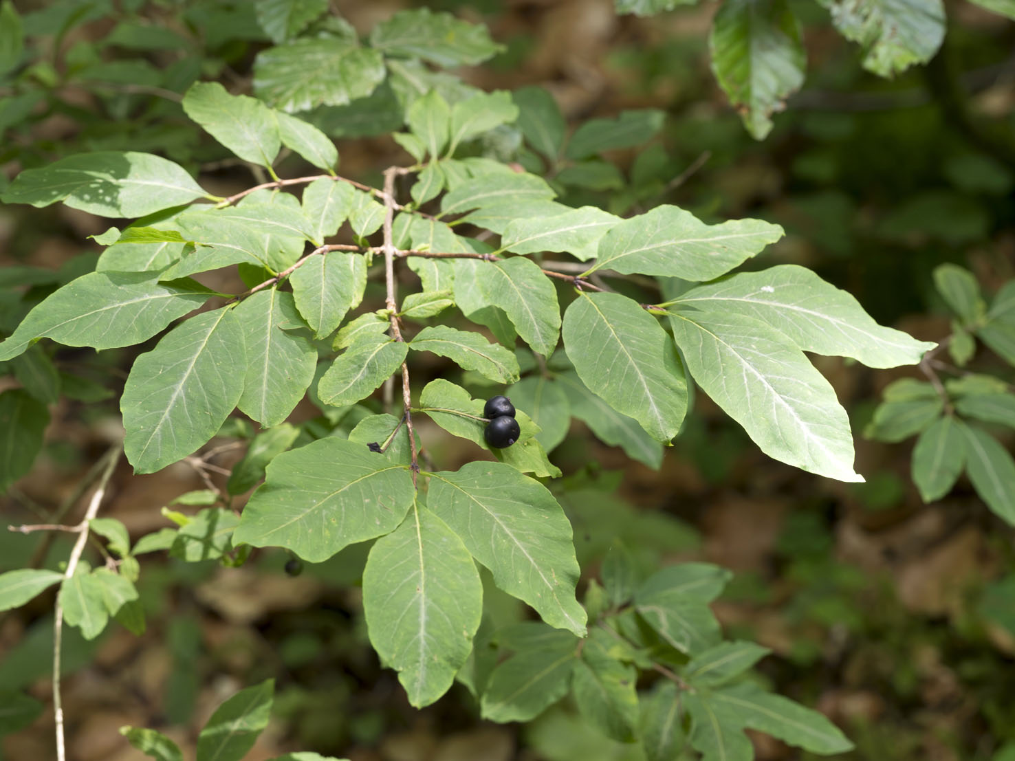 Lonicera