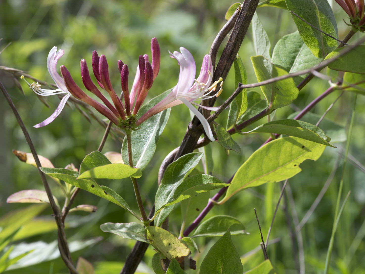 Lonicera