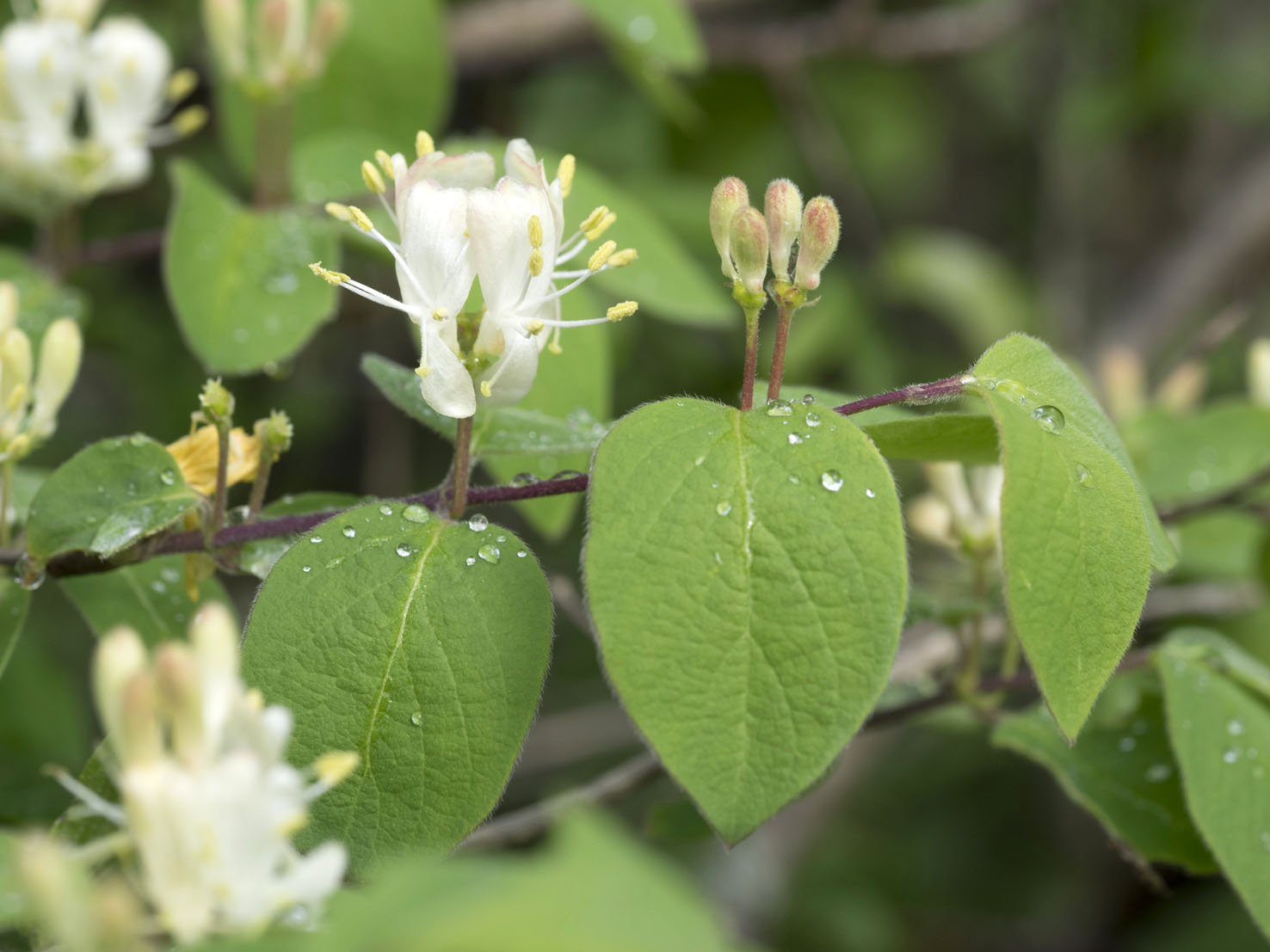 Lonicera