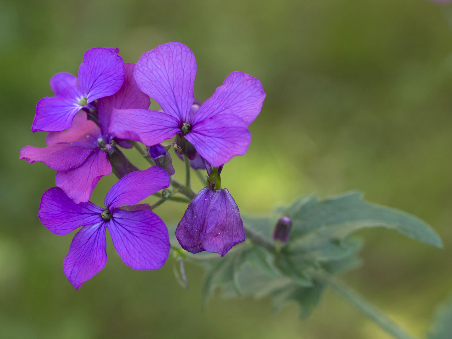 Lunaria
