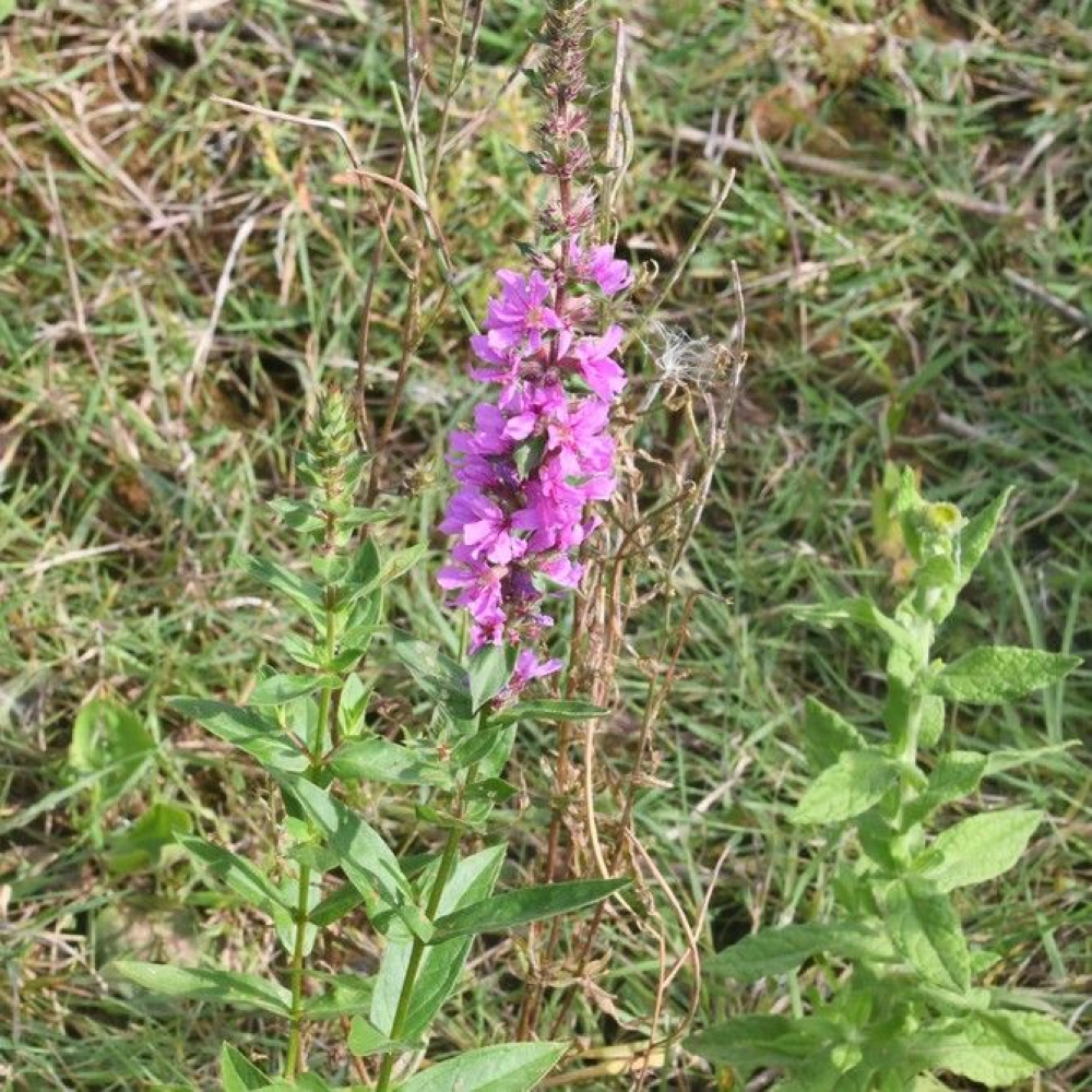 Lythrum