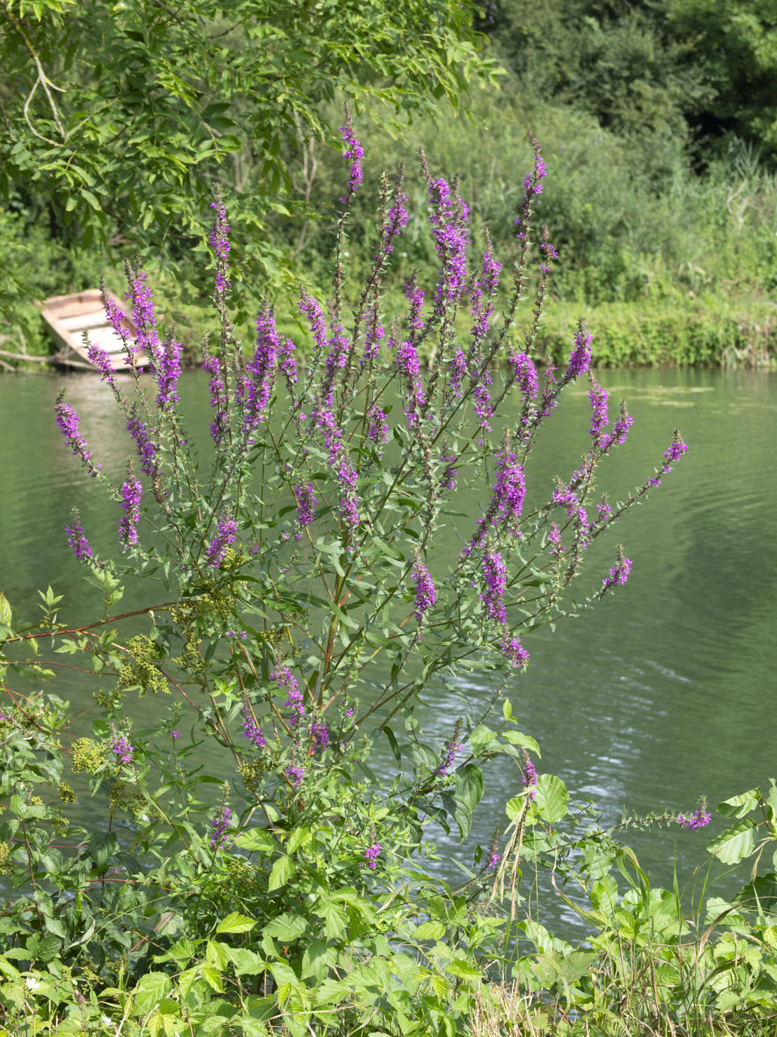 Lythrum
