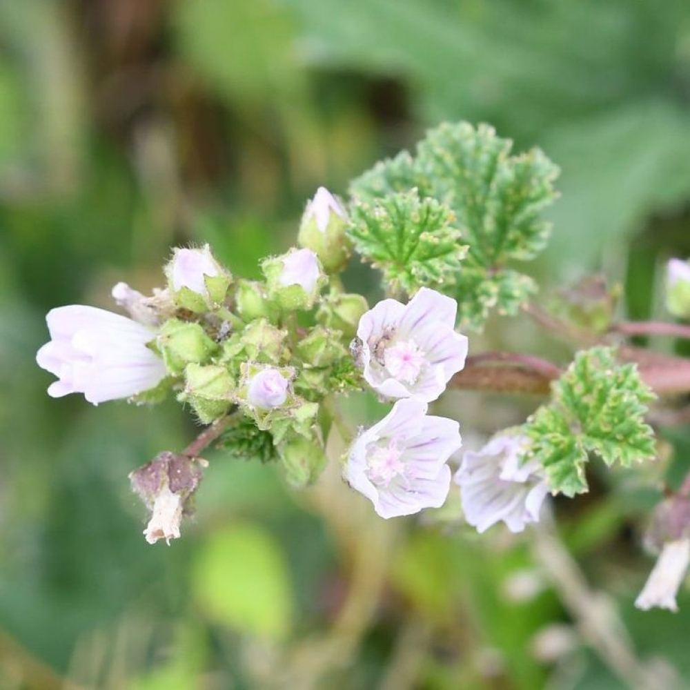 Malva