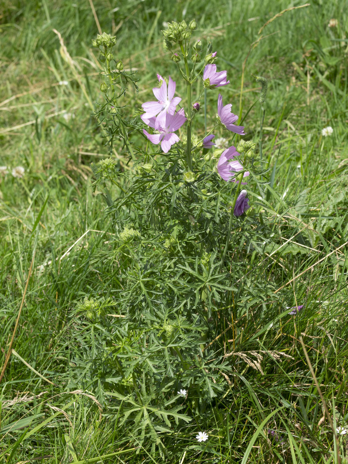 Malva