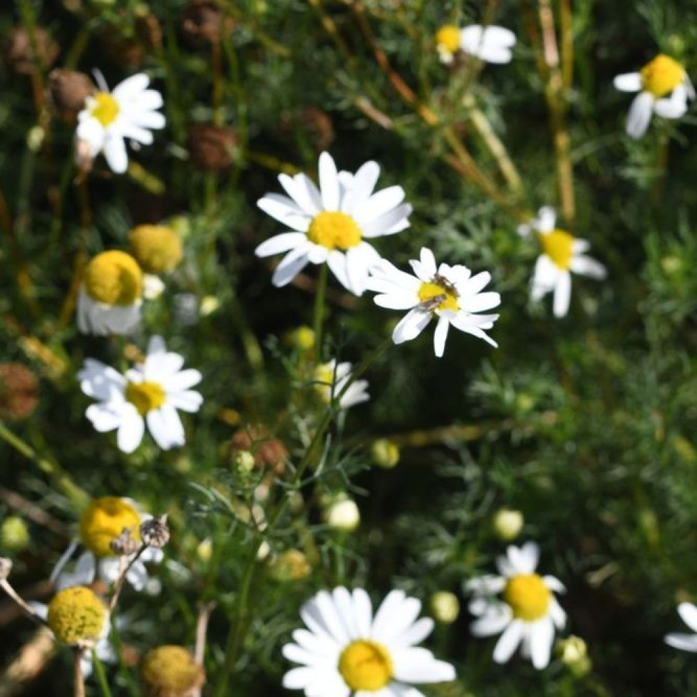Matricaria