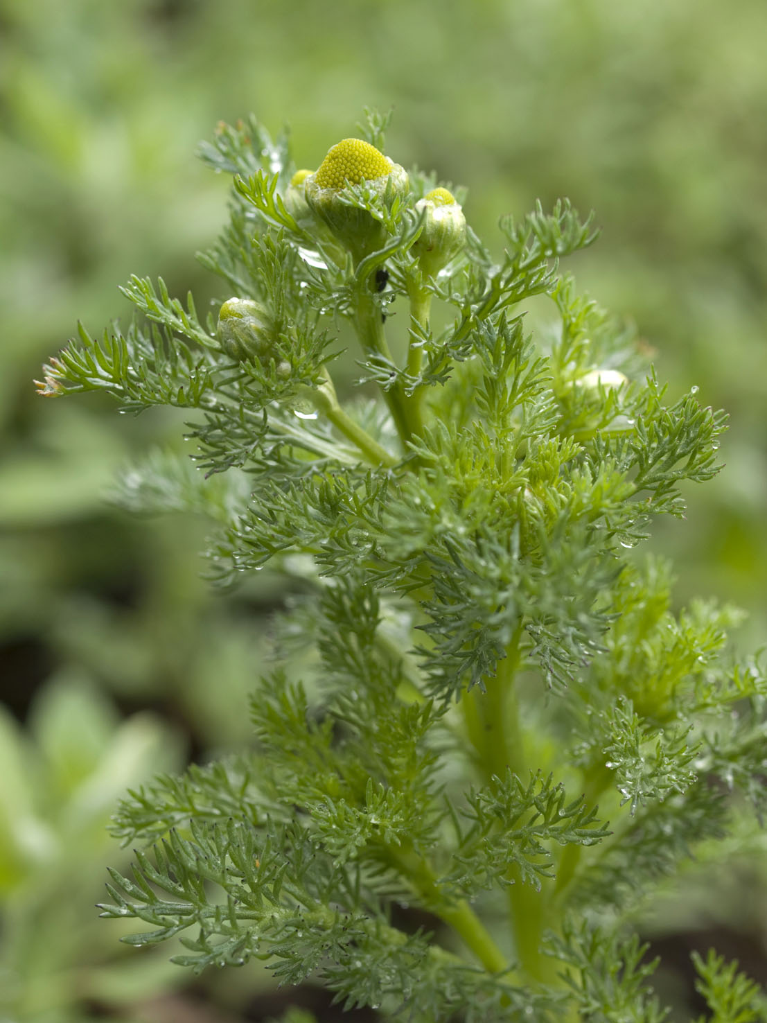 Matricaria