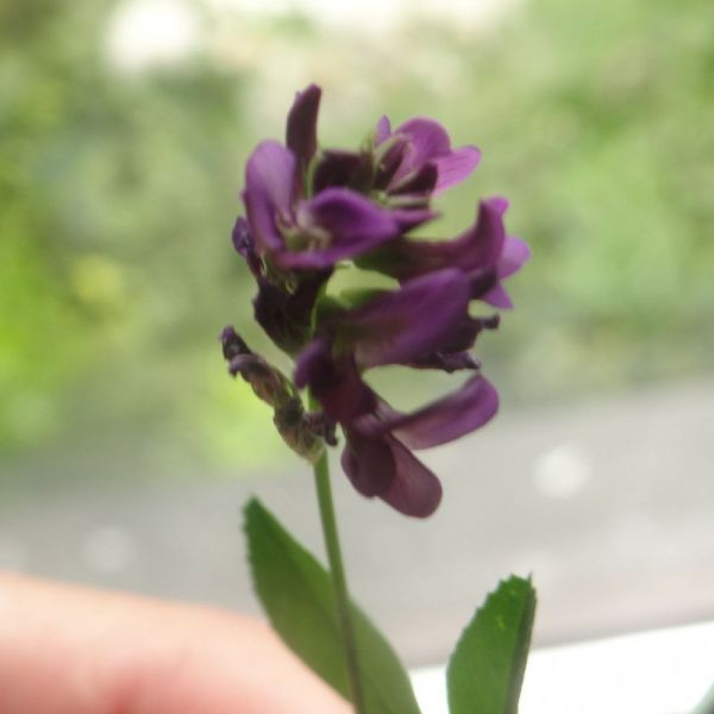 Medicago