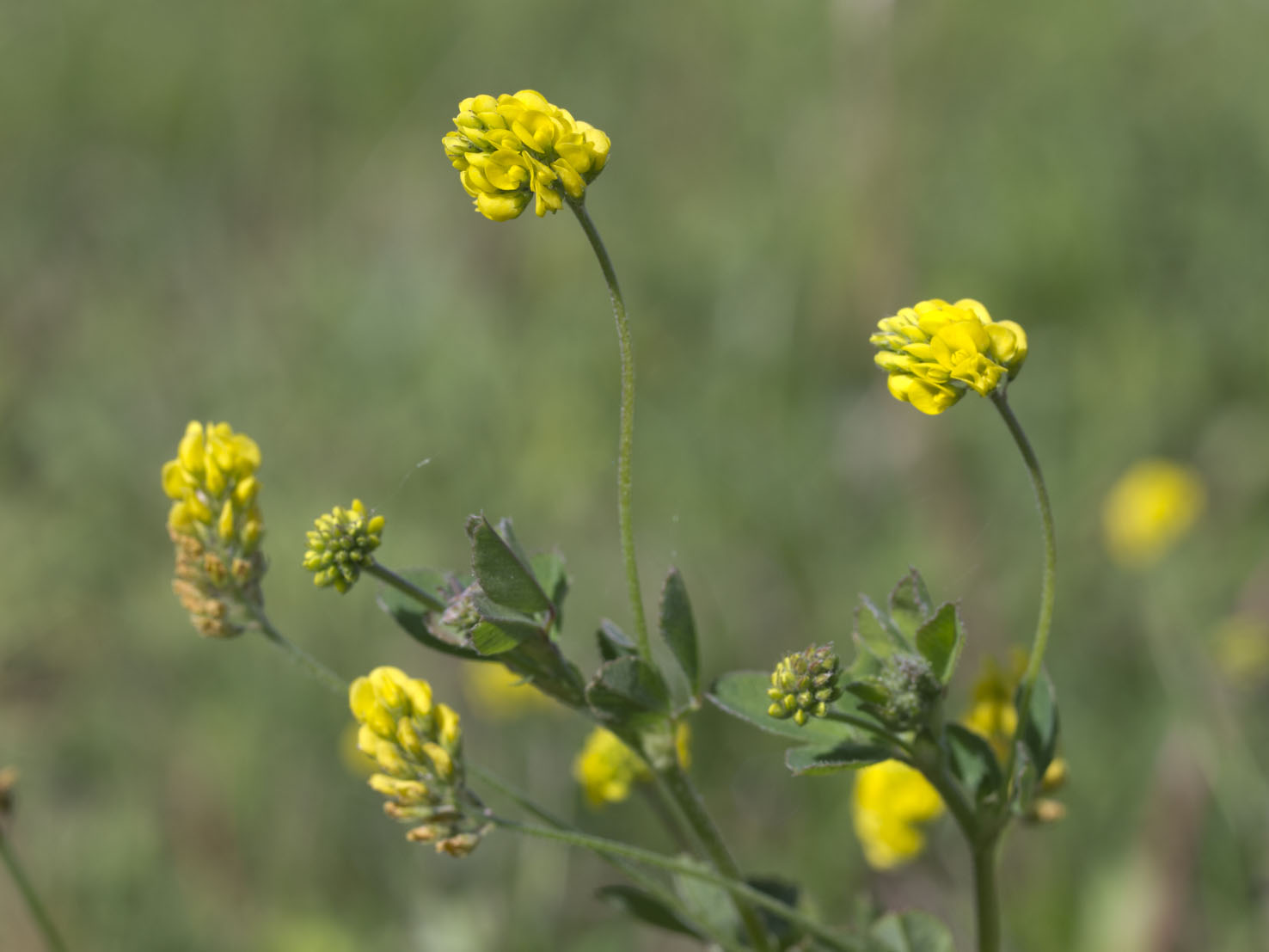 Medicago