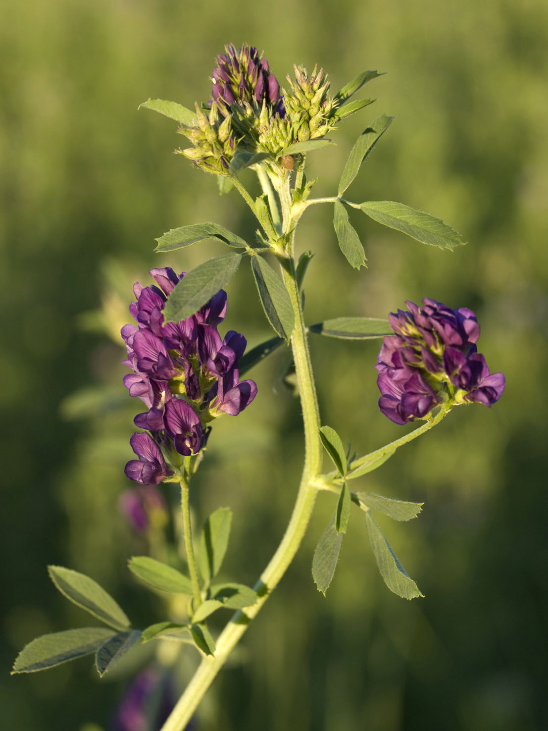 Medicago