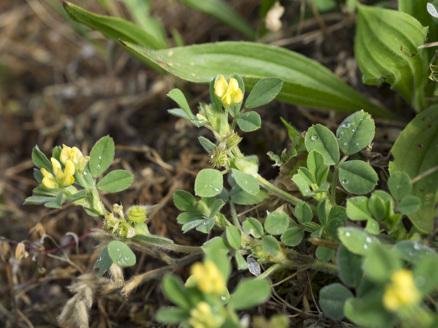 Medicago