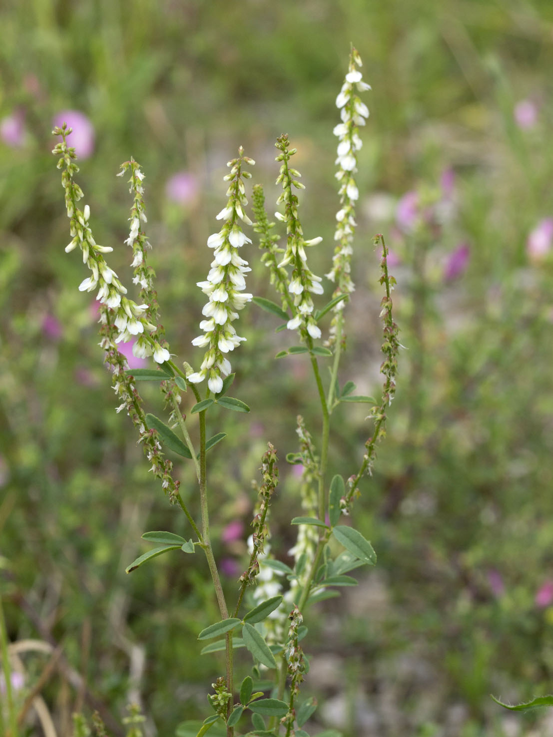 Melilotus