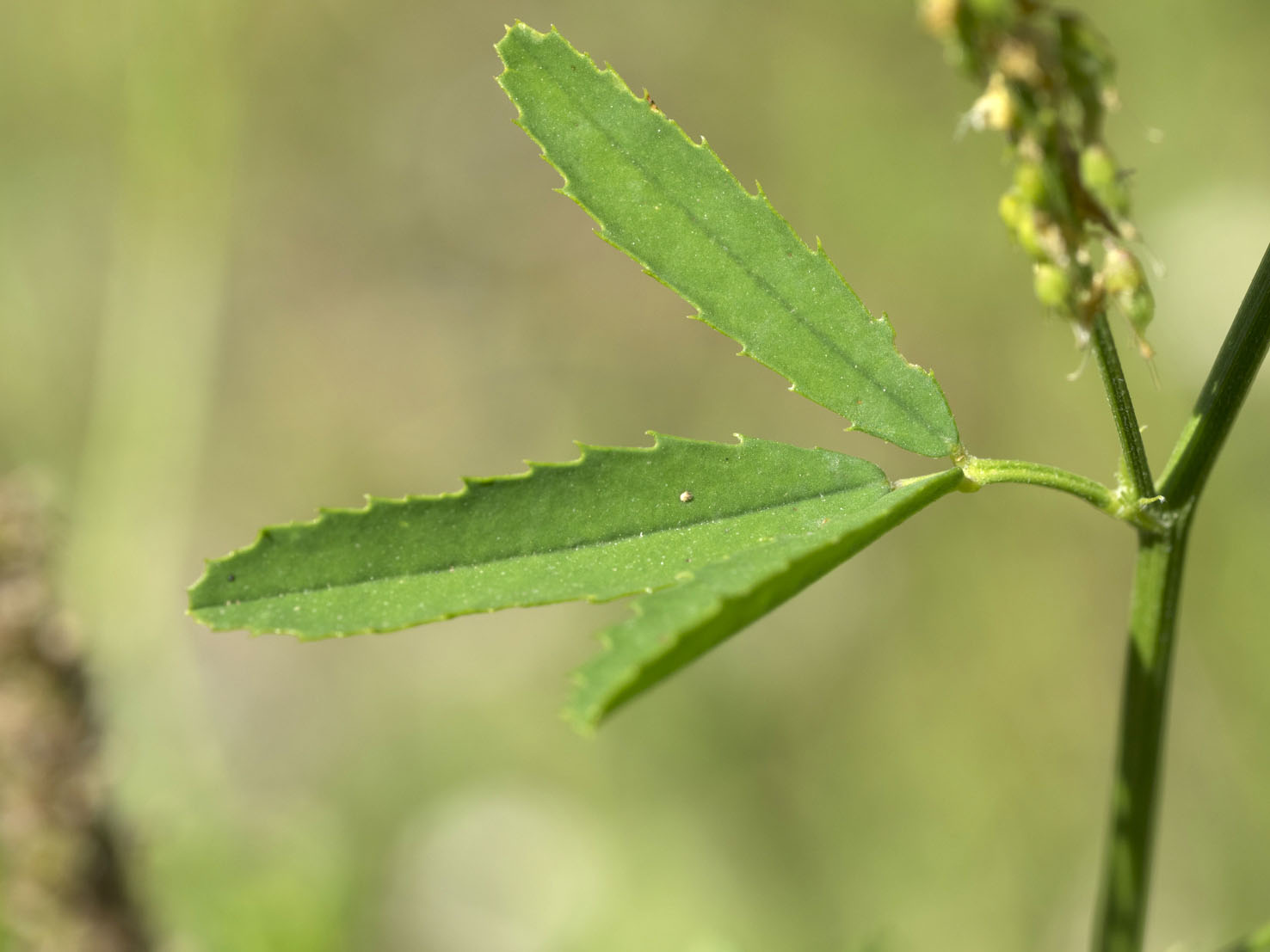 Melilotus