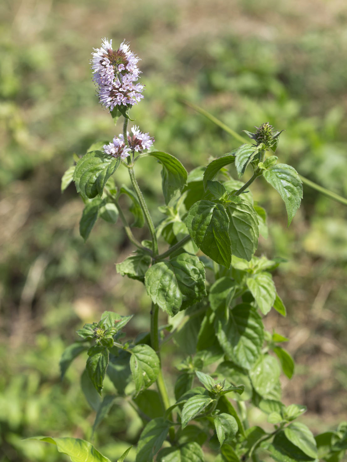 Mentha