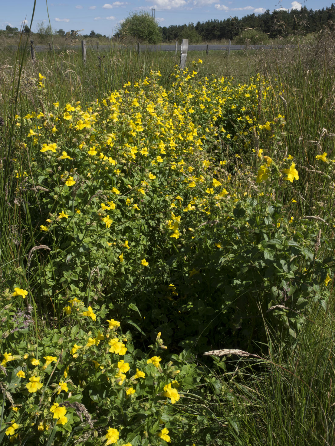 Mimulus