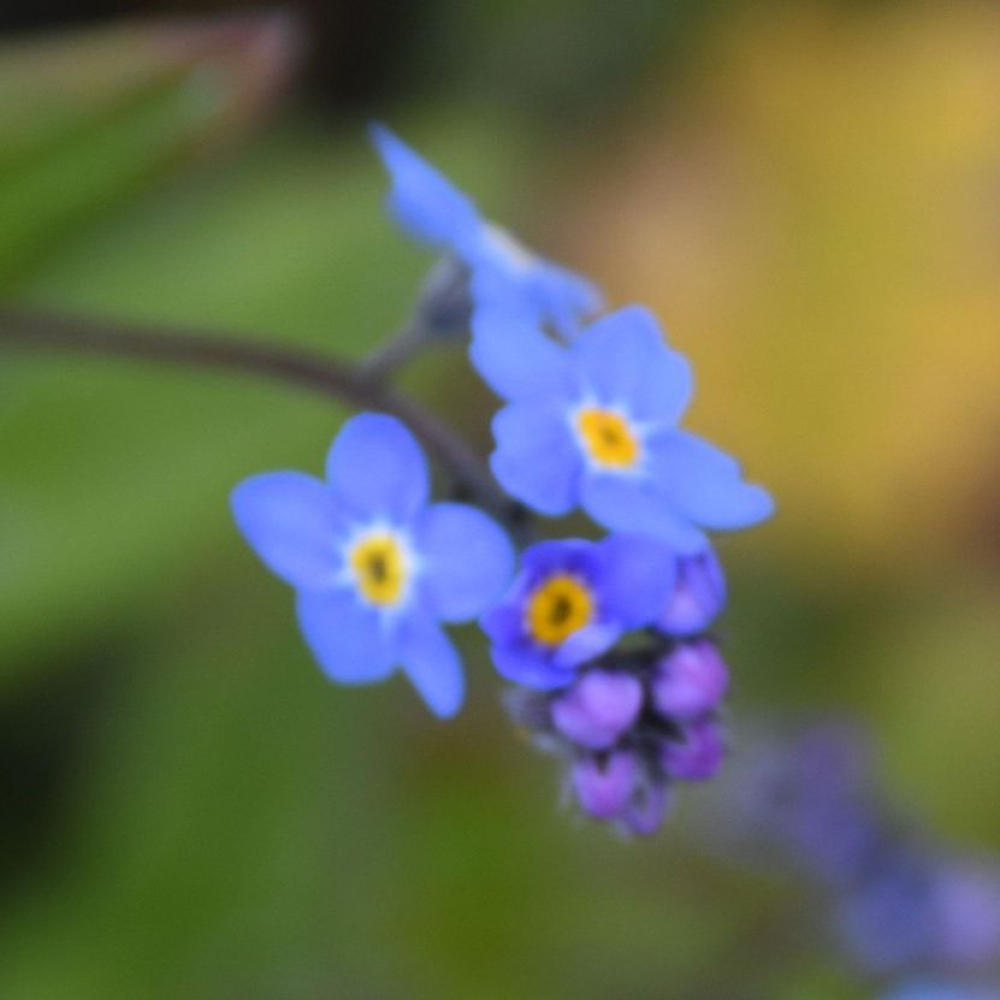 Myosotis