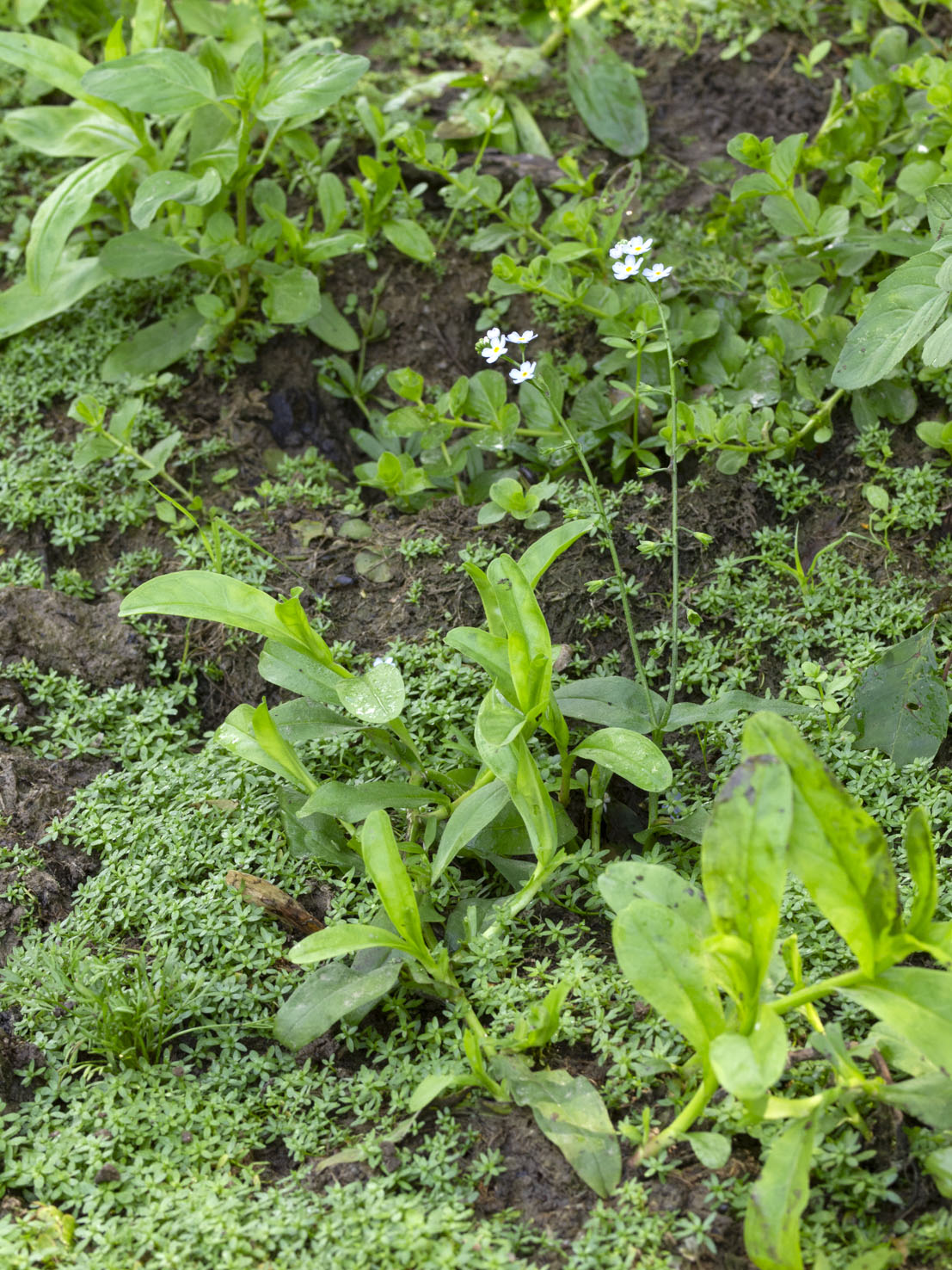 Myosotis