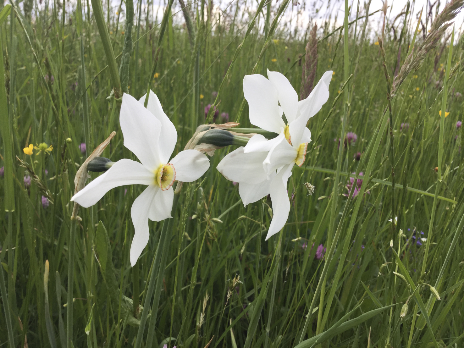 Narcissus