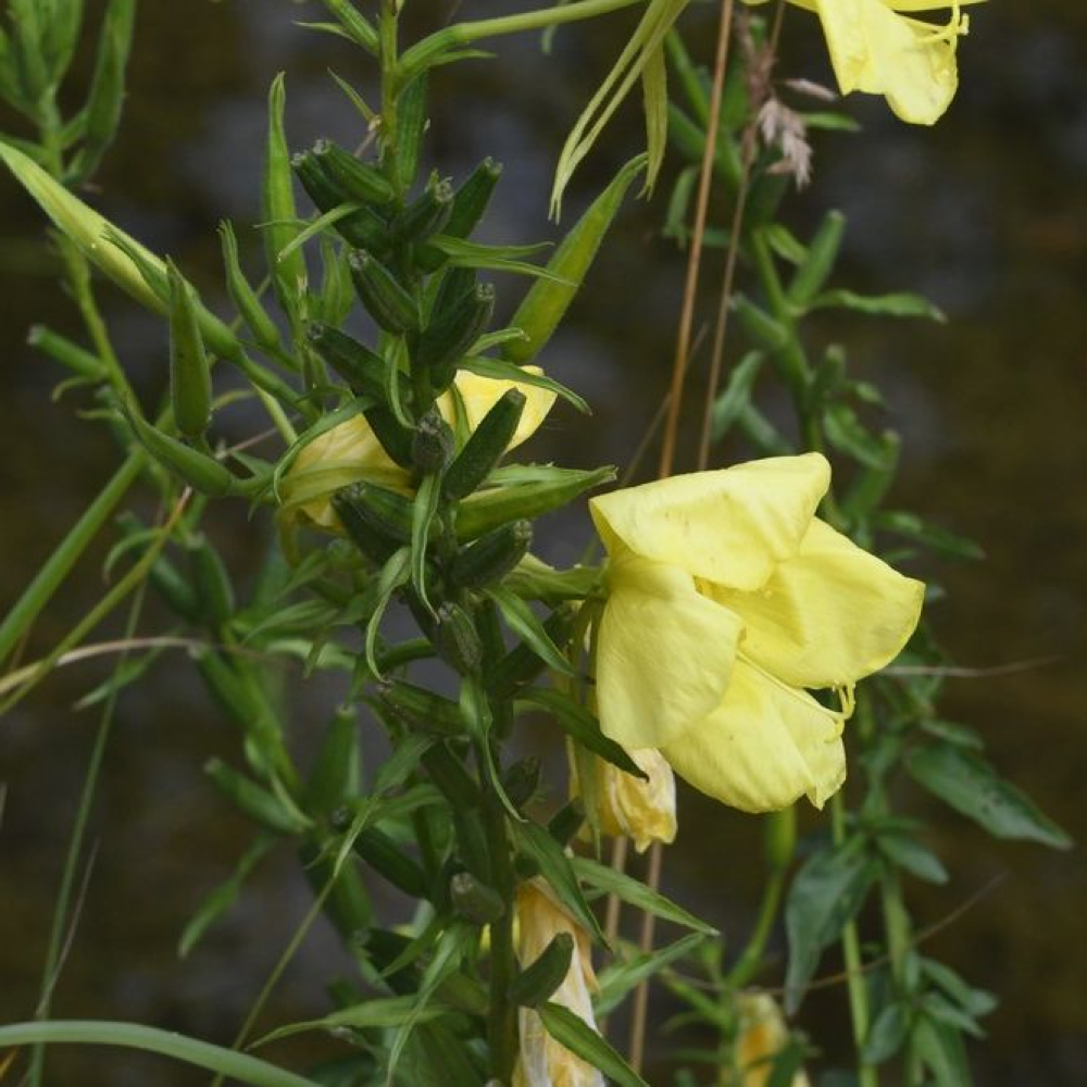 Oenothera