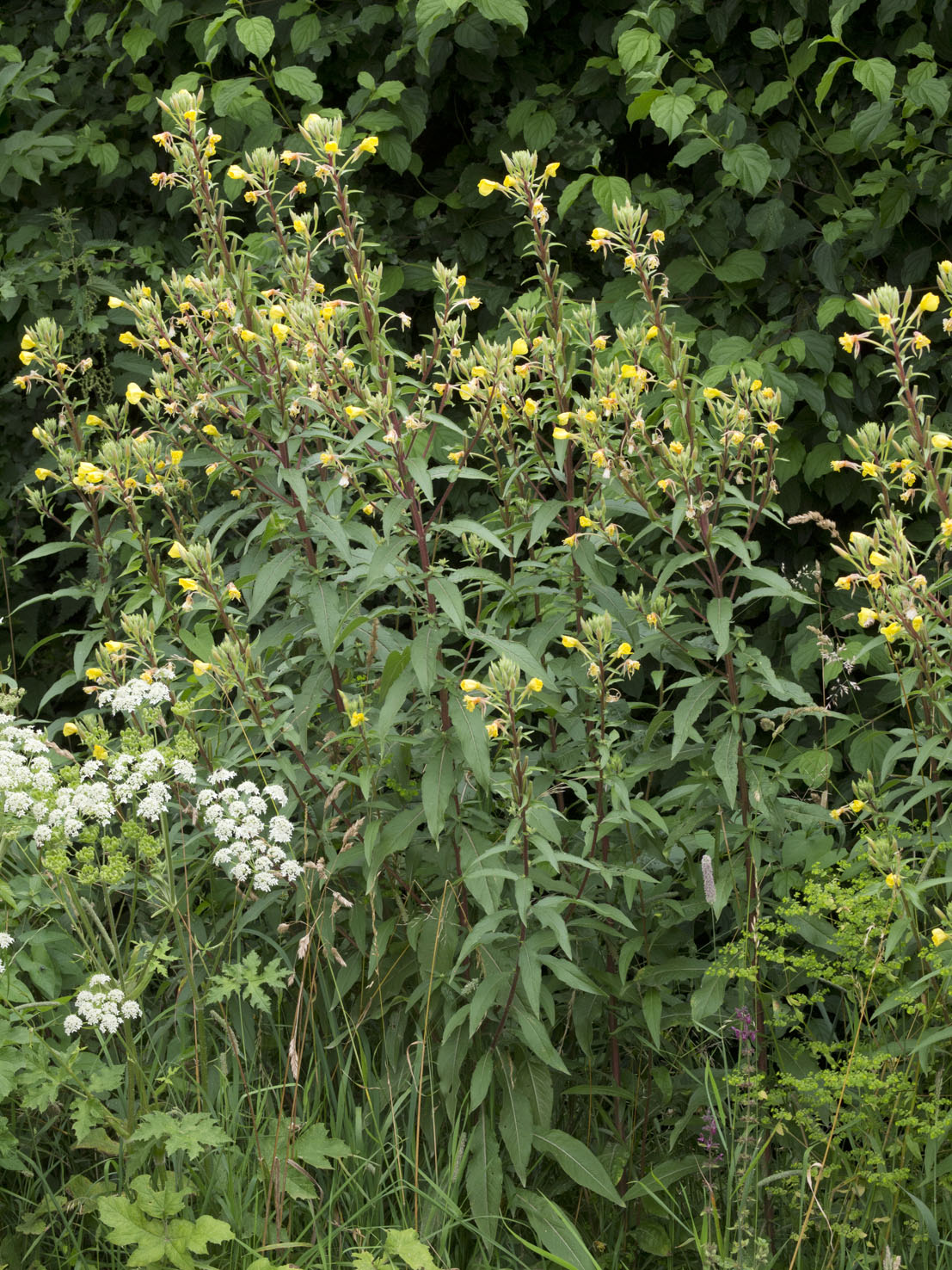 Oenothera
