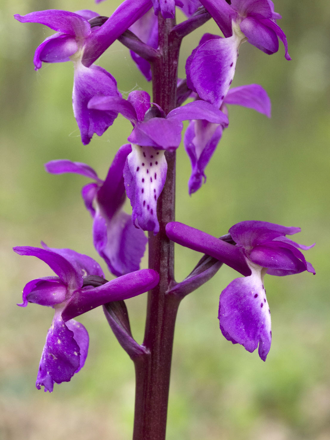Orchis