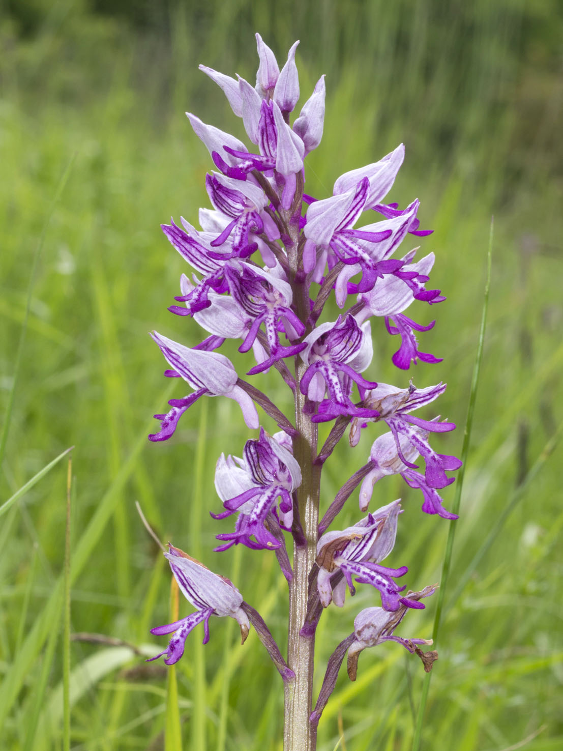 Orchis