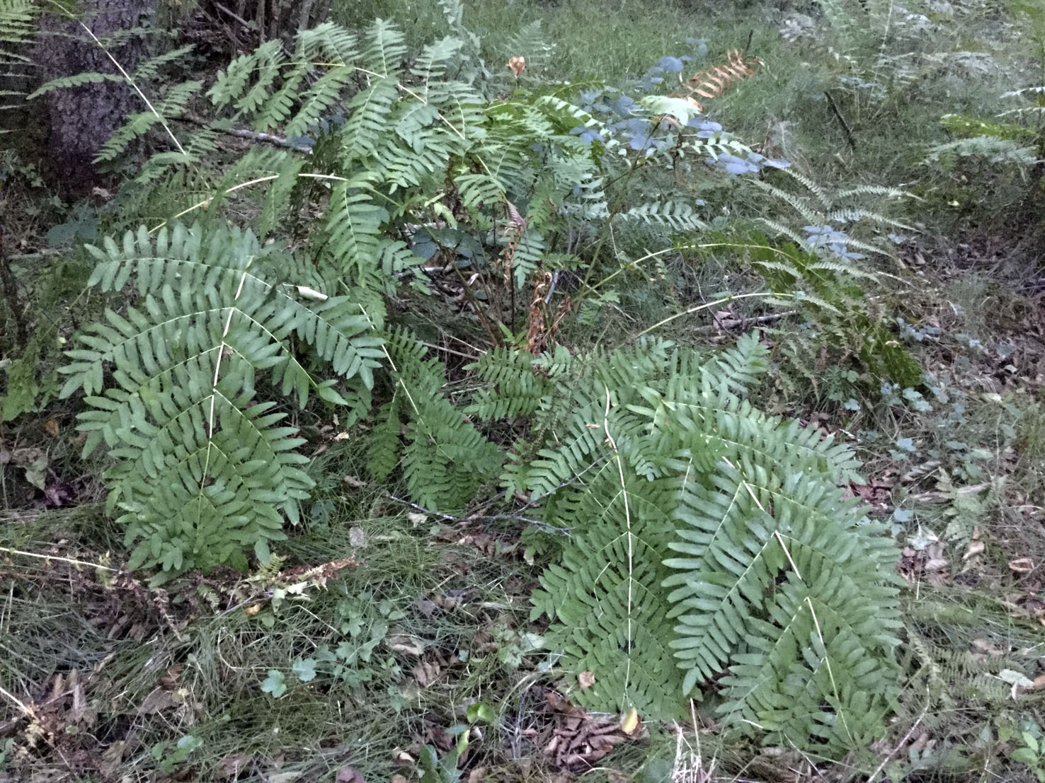 Osmunda